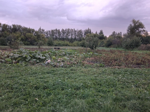 Купить земельный участок в Тамбовской области. Вариант № 5226477, 0, площадь -  квм, цена 1450000 рублей