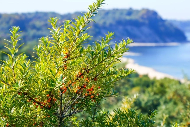 Купить дом в Калининграде. Вариант № 5922386, 32, площадь -  квм, цена 19500000 рублей