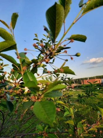 . Вариант № 1299679, 9, площадь -  квм, цена 1150000 рублей