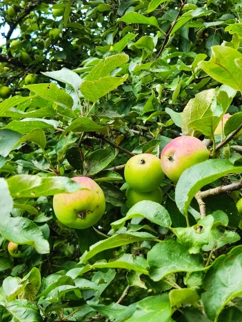 Купить дом в Тульской области. Вариант № 1279128, 27, площадь -  квм, цена 6300000 рублей