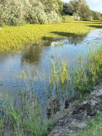 Купить дом в Новосибирске. Вариант № 2474040, 10, площадь -  квм, цена 4300000 рублей