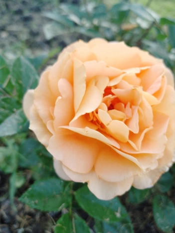 Купить дачу в Новосибирске. Вариант № 9202504, 12, площадь -  квм, цена 2000000 рублей