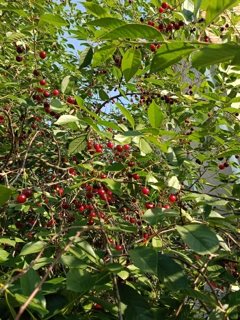 Купить земельный участок на улице Вознесенская в Ивановской области. Вариант № 27545, 2, площадь -  квм, цена 530000 рублей