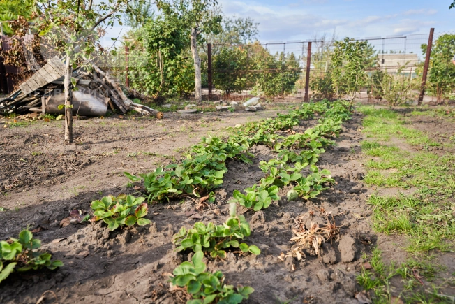 Купить дачу в Воронеже. Вариант № 5751958, 22, площадь - квм, цена 1480000 рублей