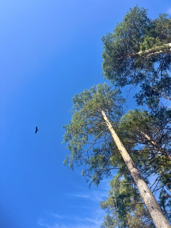 Купить земельный участок в районе Заельцовский в Новосибирске. Вариант № 38130, 2, площадь -  квм, цена 14700000 рублей