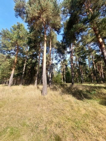 Купить земельный участок в Владимире. Вариант № 11037647, 1, площадь -  квм, цена 990000 рублей