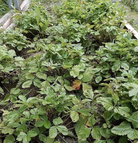 Купить дом в Коломне. Вариант № 9648778, 34, площадь -  квм, цена 5800000 рублей