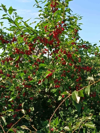 Купить дом на улице Новая в Тюменской области. Вариант № 13007, 31, площадь -  квм, цена 1700000 рублей