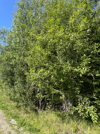 Купить земельный участок в Республике Коми. Вариант № 2759, 1, площадь -  квм, цена 50000 рублей