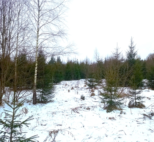 Купить земельный участок в Микрорайоне 56-й, Обнинск в Обнинске. Вариант № 15013, 8, площадь -  квм, цена 650000 рублей