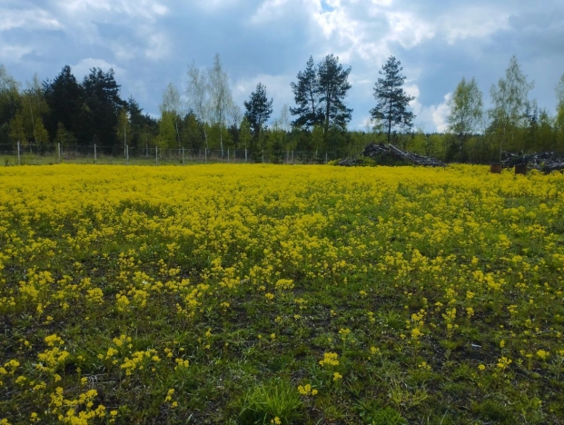 Купить земельный участок в Москве. Вариант № 10012445, 2, площадь -  квм, цена 750000 рублей