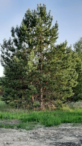 Купить земельный участок на улице Солнечная в Республике Татарстан (татарстан). Вариант № 32075, 18, площадь -  квм, цена 14420000 рублей