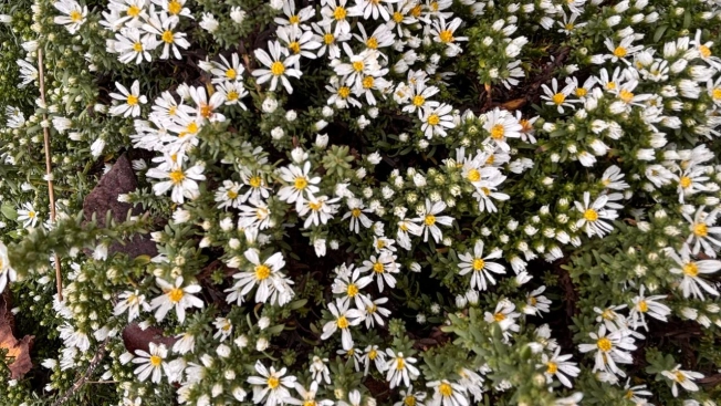 Купить дом в Микрорайоне Пролески, Старый Оскол в Старом Осколе. Вариант № 7848838, 34, площадь -  квм, цена 7200000 рублей