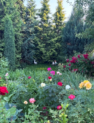 Купить дом в Москве. Вариант № 9199617, 34, площадь - квм, цена 10990000 рублей