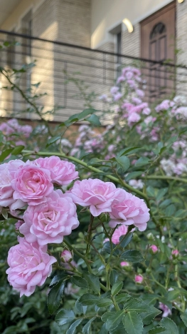 Купить дом в Воронеже. Вариант № 53357, 45, площадь -  квм, цена 39970000 рублей