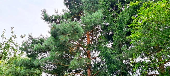 Купить таунхаус в Калининграде. Вариант № 2968, 7, площадь -  квм, цена 17500000 рублей