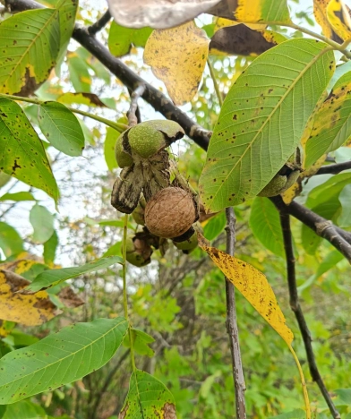 Купить дом в Зеленоградске. Вариант № 10002, 44, площадь - квм, цена 12500000 рублей