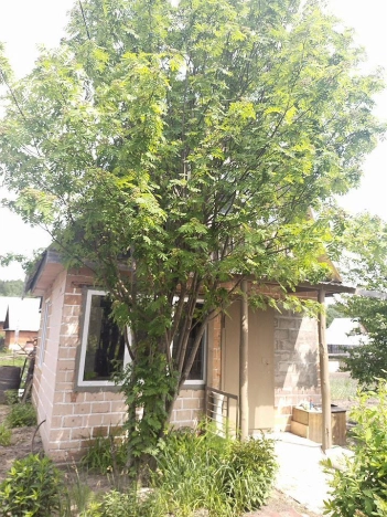 Купить дачу в Тюменской области. Вариант № 58391, 1, площадь -  квм, цена 1600000 рублей