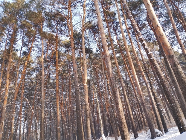 Купить земельный участок в Кемерове. Вариант № 28051, 6, площадь -  квм, цена 250000 рублей