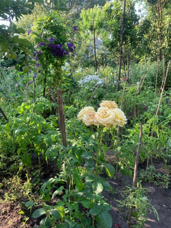 Купить дачу в районе Советский в Ростове-на-Дону. Вариант № 30244, 5, площадь -  квм, цена 2700000 рублей