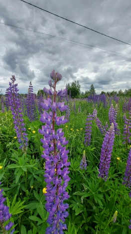 Купить земельный участок на улице Клюквенная в Владимире. Вариант № 50568, 4, площадь -  квм, цена 2100000 рублей