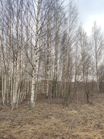 Купить земельный участок в Нижегородской области. Вариант № 31873, 6, площадь -  квм, цена 1150000 рублей