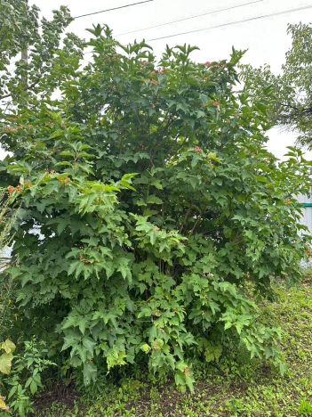 Купить дачу в Приморском крае. Вариант № 2982505, 10, площадь -  квм, цена 1250000 рублей