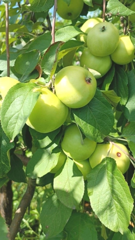 Купить дачу в Тюменской области. Вариант № 16730, 8, площадь -  квм, цена 1260000 рублей