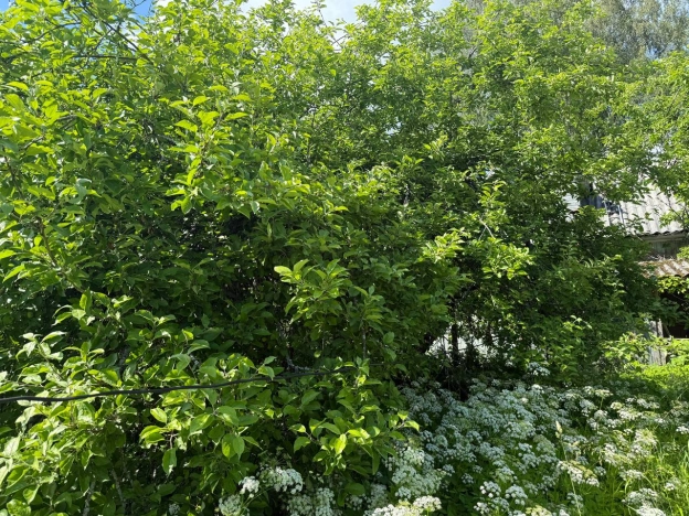 Купить земельный участок у метро Рыбацкое в Ленинградской области. Вариант № 2167789, 4, площадь -  квм, цена 5000000 рублей