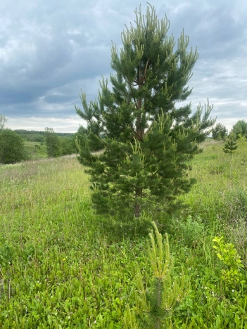 Купить земельный участок в районе Ленинский в Владимире. Вариант № 58917, 2, площадь -  квм, цена 1420000 рублей
