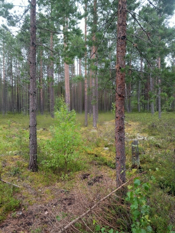 Купить земельный участок в Республике Коми. Вариант № 31044, 5, площадь -  квм, цена 160000 рублей