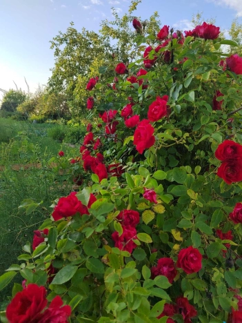 Купить дом в Судогде. Вариант № 23561, 18, площадь -  квм, цена 1400000 рублей