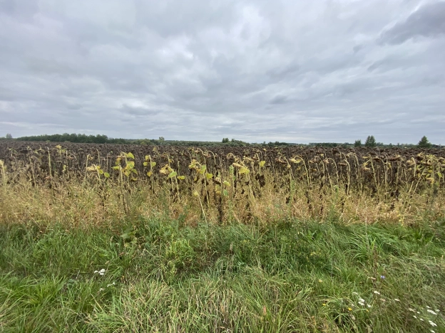 Купить земельный участок в Воронежской области. Вариант № 3425024, 1, площадь -  квм, цена 80000 рублей