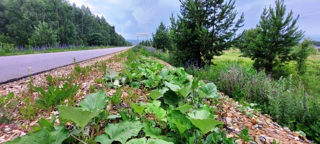 Купить земельный участок в Пензе. Вариант № 2561, 2, площадь -  квм, цена 18500000 рублей