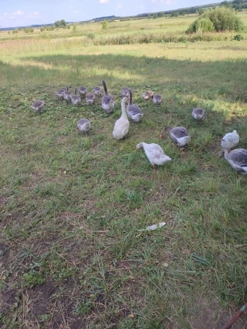 Купить дом в Республике Марий эл. Вариант № 5464304, 15, площадь -  квм, цена 3000000 рублей