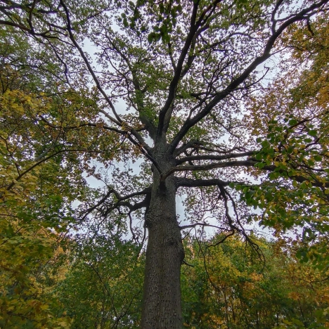 Купить дом в Воронеже. Вариант № 1296614, 9, площадь -  квм, цена 5500000 рублей