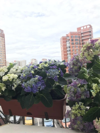 Купить квартиру в Москве. Вариант № 3066710, 7, площадь -  квм, цена 25350000.0000 рублей