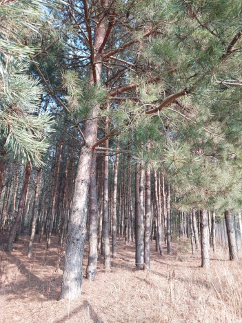 Купить земельный участок в Раменском. Вариант № 29745, 2, площадь -  квм, цена 4700000 рублей