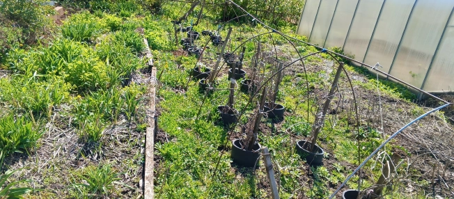 Купить дачу в Московской области. Вариант № 40291, 2, площадь -  квм, цена 1000000 рублей