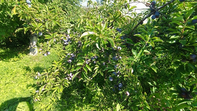 Купить дом в Микрорайоне Восточный, Тобольск в Тобольске. Вариант № 22430, 37, площадь -  квм, цена 15000000 рублей