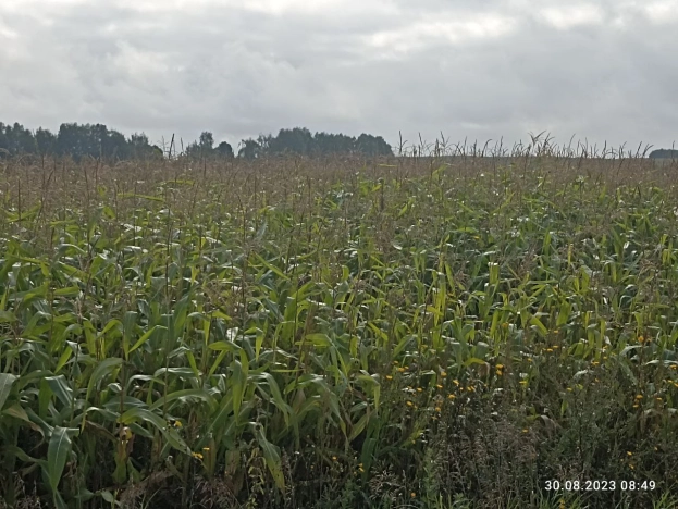 Купить земельный участок в Тульской области. Вариант № 3010, 4, площадь -  квм, цена 190000 рублей