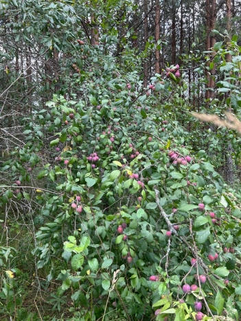 Купить земельный участок в Ивановской области. Вариант № 10285854, 2, площадь -  квм, цена 320000 рублей