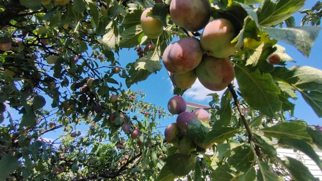 Купить дом в Воронеже. Вариант № 1296614, 16, площадь -  квм, цена 5500000 рублей