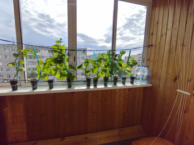 Купить трехкомнатную квартиру в Калуге. Вариант № 8698, 9, площадь -  квм, цена 4997000 рублей