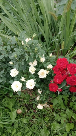 Купить земельный участок в Искитиме. Вариант № 3064470, 8, площадь -  квм, цена 400000 рублей