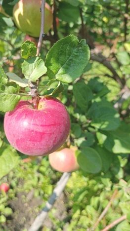 Купить дачу в Тюменской области. Вариант № 16730, 9, площадь -  квм, цена 1260000 рублей