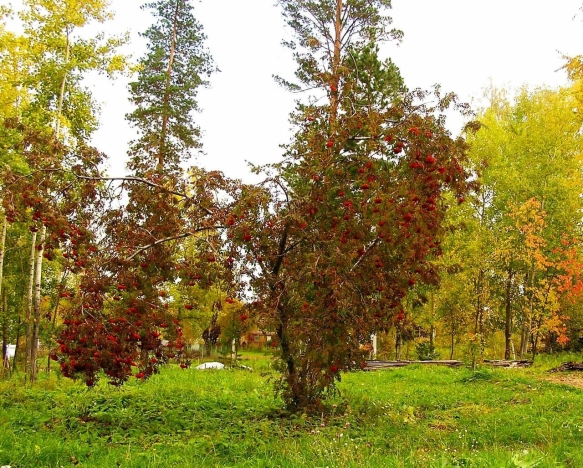 Купить земельный участок в Искитиме. Вариант № 19506, 32, площадь -  квм, цена 3430000 рублей