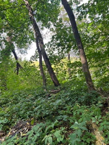 Купить дачу в Воронеже. Вариант № 8125219, 3, площадь - квм, цена 500000 рублей