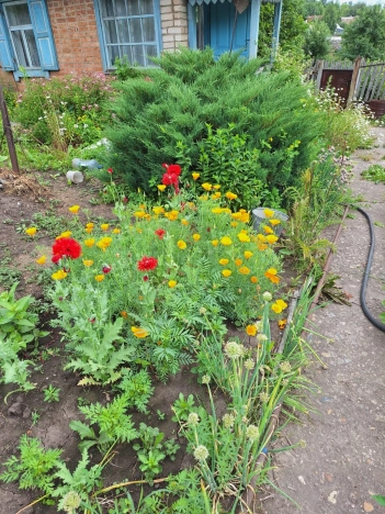 Купить дачу в Алтайском крае. Вариант № 36526, 3, площадь -  квм, цена 220000 рублей