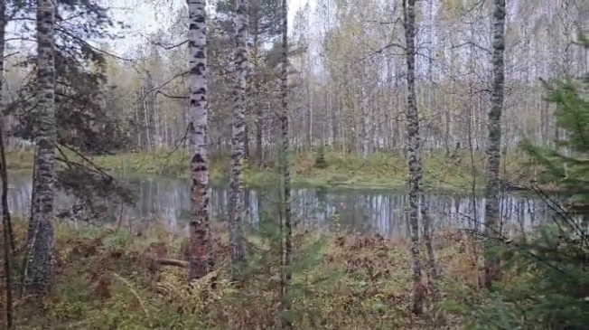 Купить земельный участок в Алтайском крае. Вариант № 7825788, 4, площадь -  квм, цена 4000000 рублей